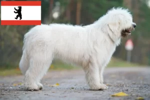 Lees meer over het artikel Zuid-Russische Ovtcharka fokker en puppies in Berlijn