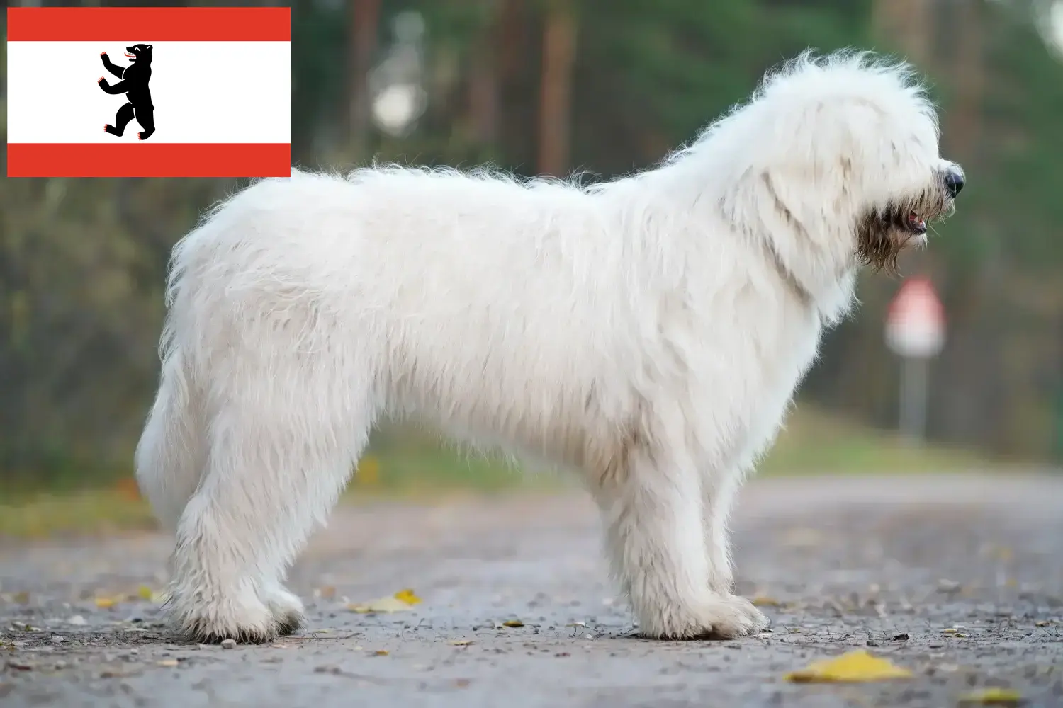 Zuid-Russische Owcharka pups en fokker Berlijn Vind hier Zuid-Russische Ovtcharkas fokkers in Berlijn.