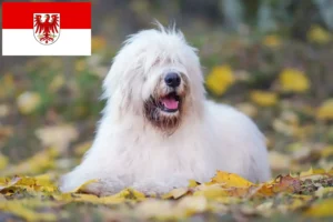 Lees meer over het artikel Zuid-Russische Ovtcharka fokker en puppies in Brandenburg