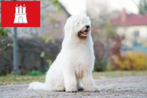 Lees meer over het artikel Zuid-Russische Ovtcharka fokker en puppies in Hamburg