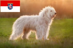 Lees meer over het artikel Zuid-Russische Ovtcharka fokker en puppies in Hessen