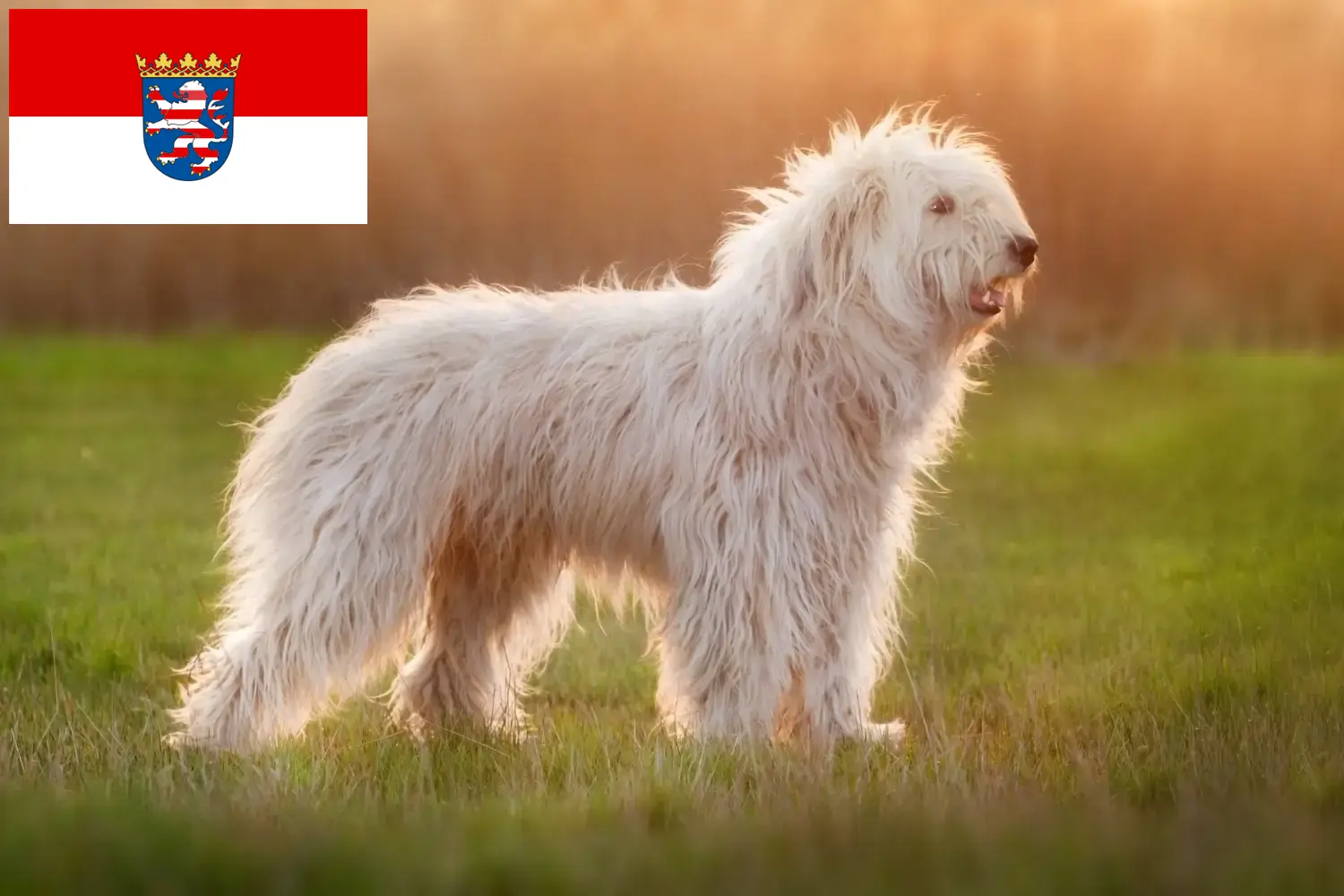 Zuid-Russische Owcharka pups en fokker Hessen Hier vind je fokkers van Zuid-Russische Ovtcharkas in Hessen.