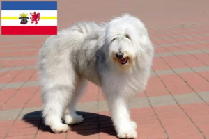 Lees meer over het artikel Zuid-Russische Ovtcharka fokker en puppies in Mecklenburg-Vorpommern