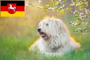 Lees meer over het artikel Zuid-Russische Ovtcharka fokker en puppies in Nedersaksen