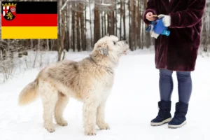 Lees meer over het artikel Zuid-Russische Ovtcharka fokker en puppies in Rijnland-Palts