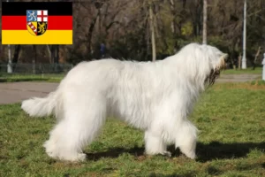 Lees meer over het artikel Zuid-Russische Ovtcharka fokker en puppies in Saarland