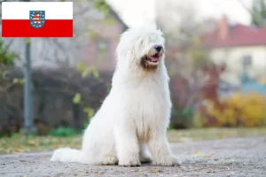 Lees meer over het artikel Zuid-Russische Ovtcharka fokker en puppies in Thüringen