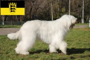 Lees meer over het artikel Zuid-Russische Ovtcharka fokker en puppies in Baden-Württemberg