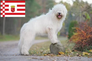 Lees meer over het artikel Zuid-Russische Ovtcharka fokker en puppies in Bremen