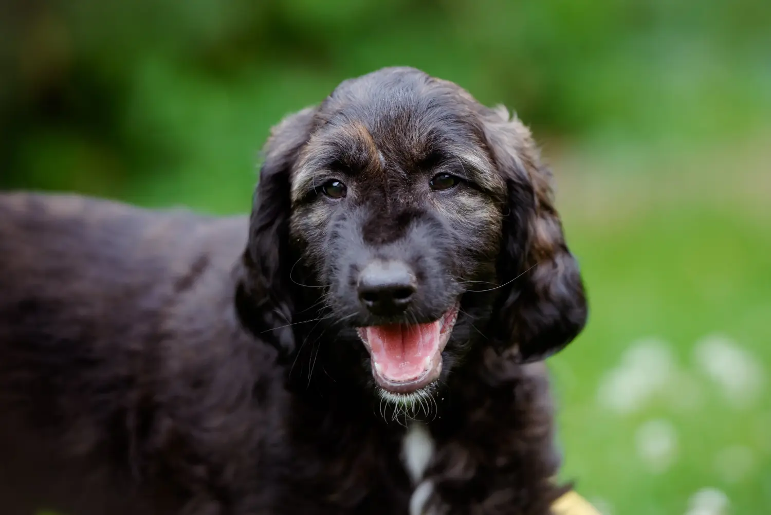 Een Afghaanse windhond puppy kopen betekent verantwoordelijkheid nemen! Afghaanse windhond puppy's kopen.