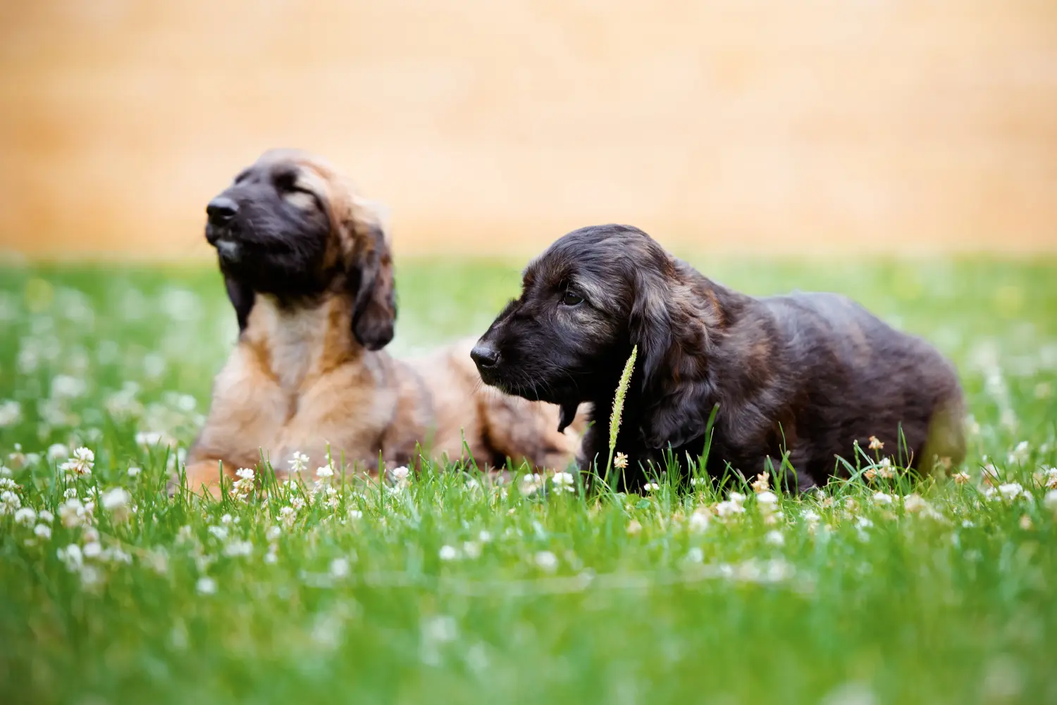 Een Afghaanse windhond puppy kopen betekent verantwoordelijkheid nemen! Afghaanse windhond puppy's kopen.