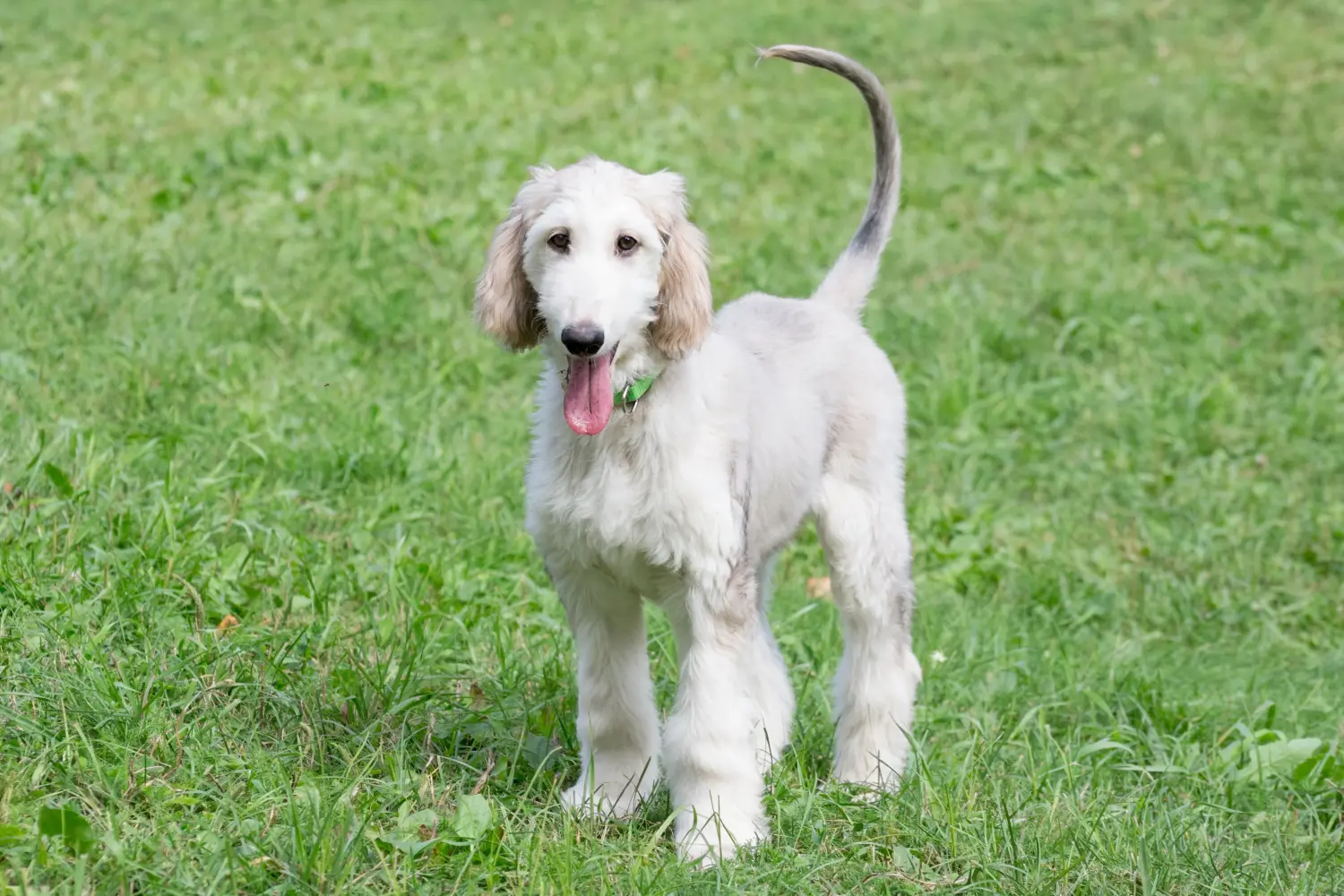 Een Afghaanse windhond puppy kopen betekent verantwoordelijkheid nemen! Afghaanse windhond puppy's kopen.
