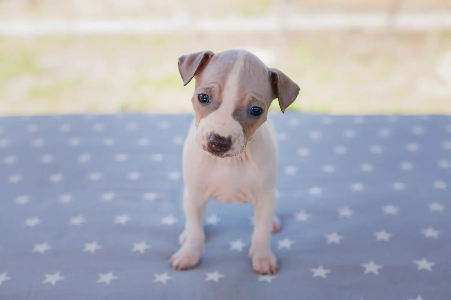 Een American Hairless Terrier puppy kopen betekent verantwoordelijkheid nemen! Amerikaanse Hairless Terrier puppy's kopen.