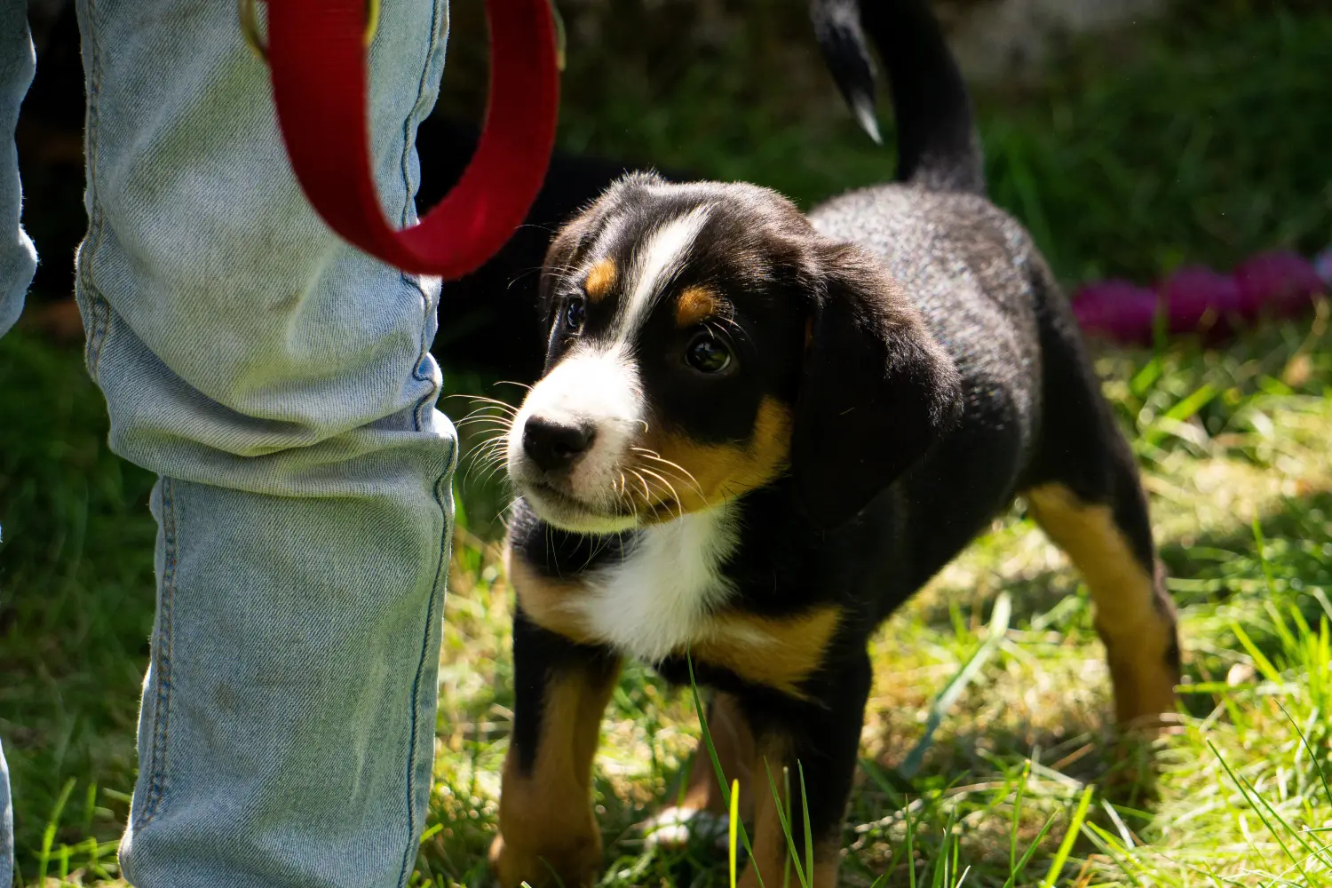Een Appenzeller Sennenhond puppy kopen betekent verantwoordelijkheid nemen! Appenzell Sennenhond puppy's kopen.