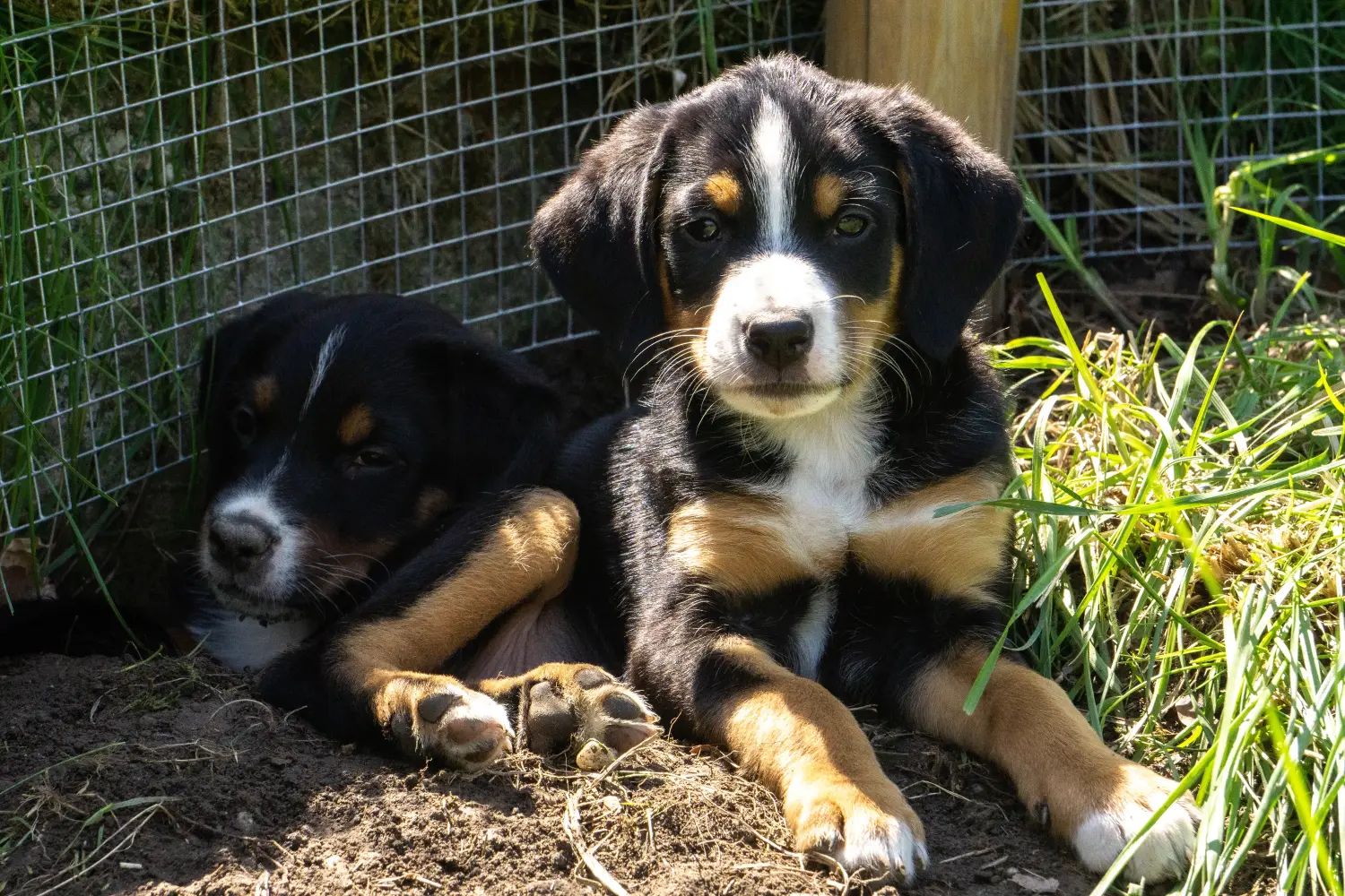 Een Appenzeller Sennenhond puppy kopen betekent verantwoordelijkheid nemen! Appenzell Sennenhond puppy's kopen.