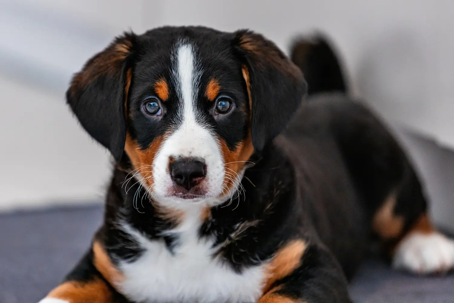 Een Appenzeller Sennenhond puppy kopen betekent verantwoordelijkheid nemen! Appenzell Sennenhond puppy's kopen.