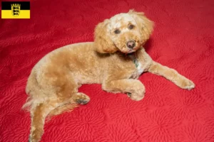 Lees meer over het artikel Australische Labradoodle fokkers en puppies in Baden-Württemberg