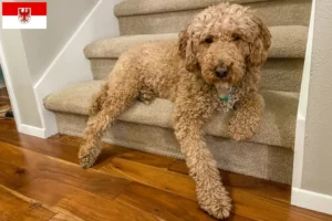 Lees meer over het artikel Australische Labradoodle fokkers en puppies in Brandenburg