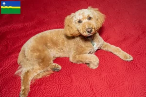 Lees meer over het artikel Australische Labradoodle fokkers en puppies in Flevoland