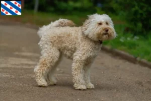 Lees meer over het artikel Australische Labradoodle fokkers en puppies in Friesland