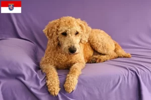 Lees meer over het artikel Australische Labradoodle fokkers en puppies in Hessen
