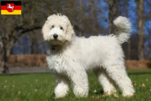 Lees meer over het artikel Australische Labradoodle fokkers en puppies in Nedersaksen