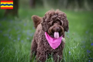 Lees meer over het artikel Australische Labradoodle fokkers en puppies in Overijssel