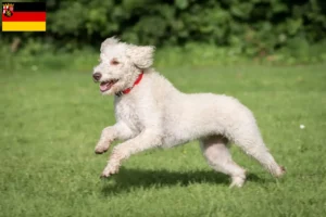 Lees meer over het artikel Australische Labradoodle fokkers en puppies in Rijnland-Palts