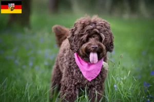 Lees meer over het artikel Australische Labradoodle fokkers en puppies in Saarland
