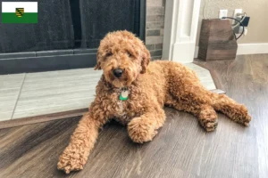 Lees meer over het artikel Australische Labradoodle fokkers en puppies in Saksen