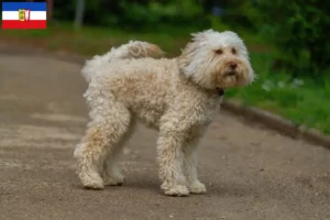Lees meer over het artikel Australische Labradoodle fokkers en puppies in Sleeswijk-Holstein
