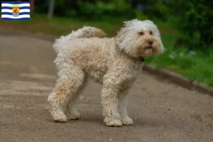 Lees meer over het artikel Australische Labradoodle fokkers en puppies in Zeeland