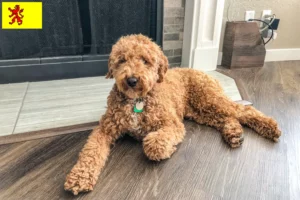 Lees meer over het artikel Australische Labradoodle fokkers en puppies in Zuid-Holland