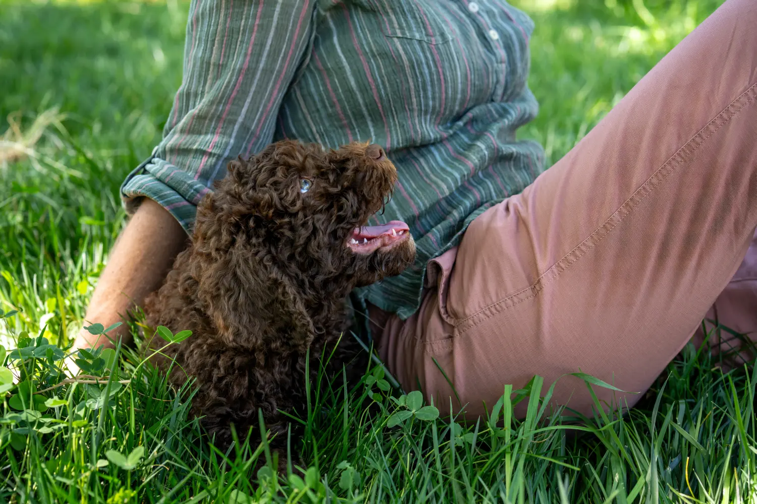 Een Barbet puppy kopen betekent verantwoordelijkheid nemen! Barbet puppy's kopen.