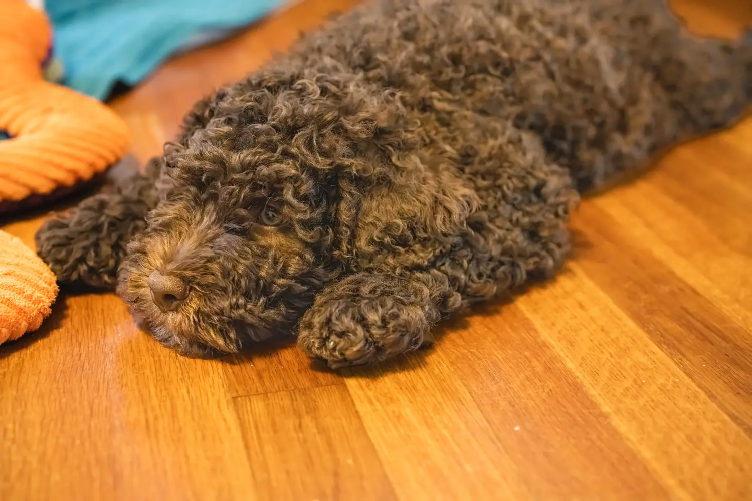 Een Barbet puppy kopen betekent verantwoordelijkheid nemen! Barbet puppy's kopen.