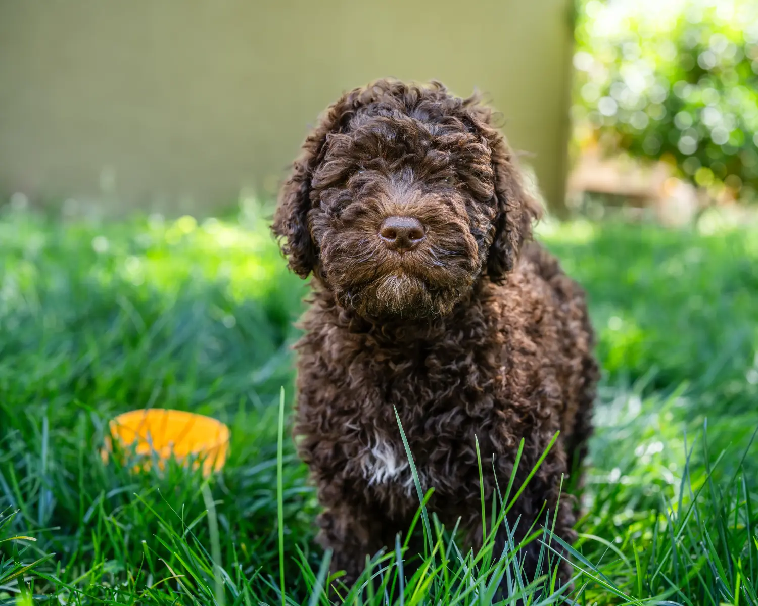 Een Barbet puppy kopen betekent verantwoordelijkheid nemen! Barbet puppy's kopen.