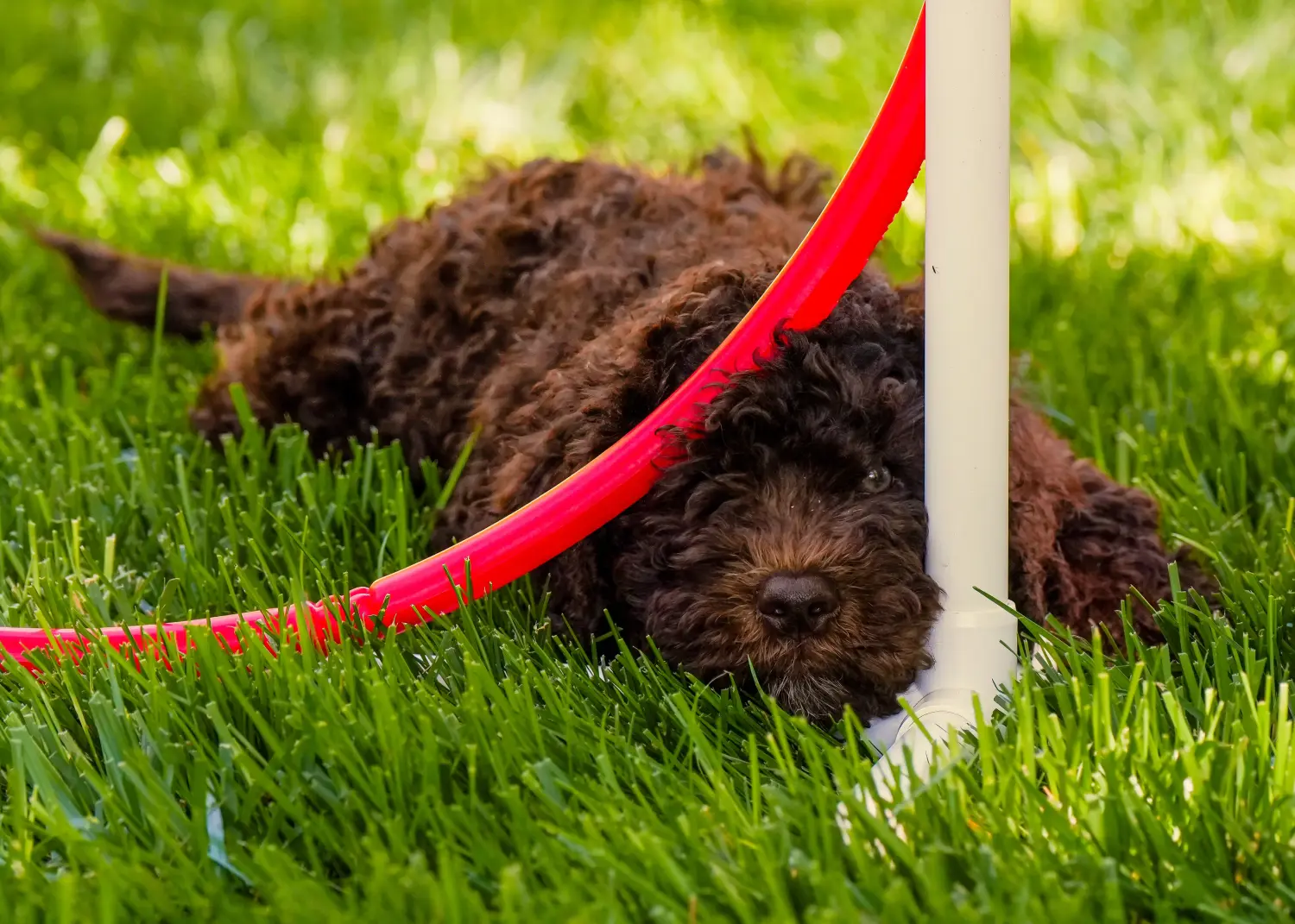Een Barbet puppy kopen betekent verantwoordelijkheid nemen! Barbet puppy's kopen.