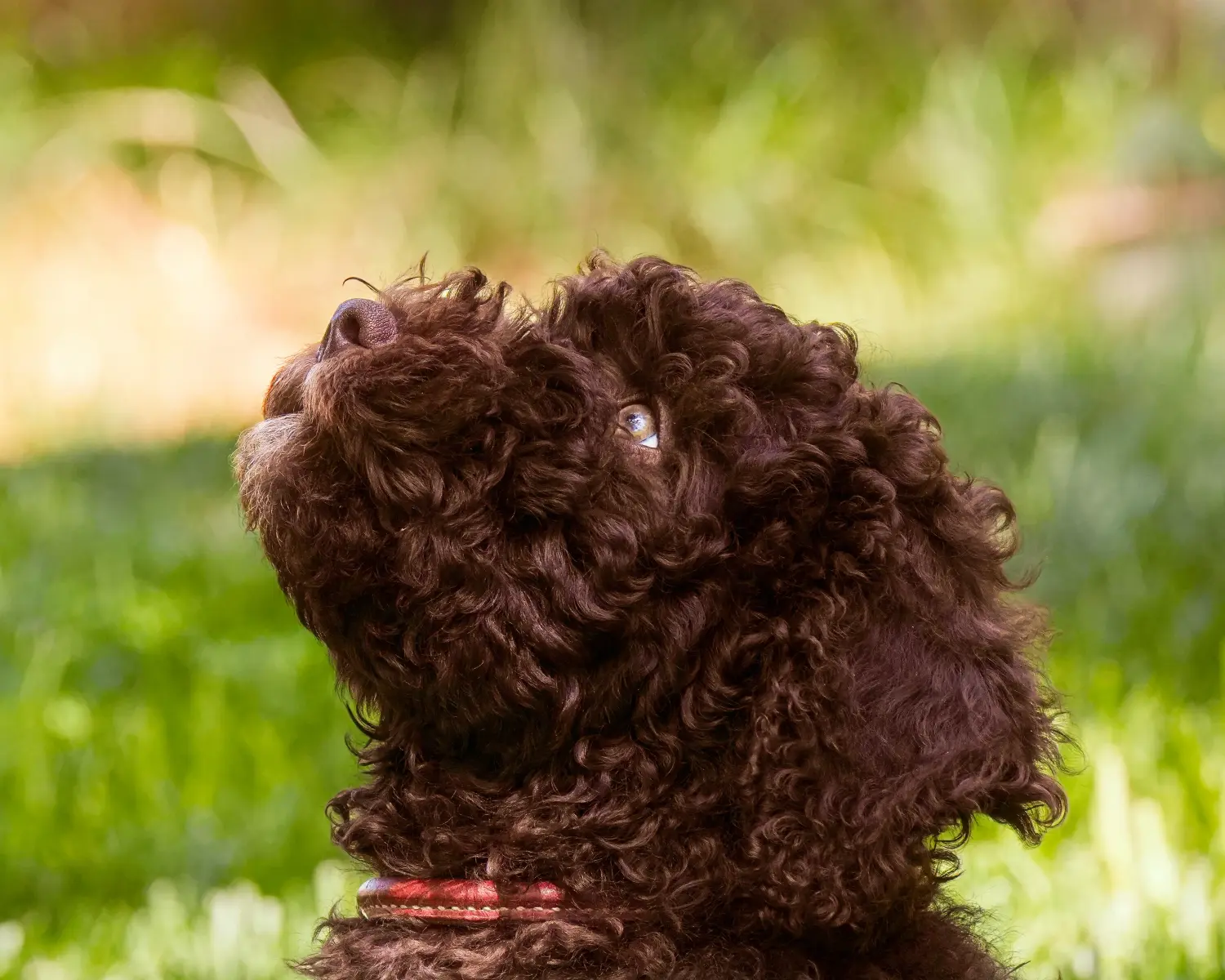 Een Barbet puppy kopen betekent verantwoordelijkheid nemen! Barbet puppy's kopen.