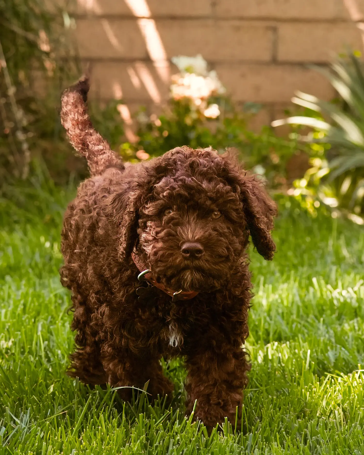 Een Barbet puppy kopen betekent verantwoordelijkheid nemen! Barbet puppy's kopen.