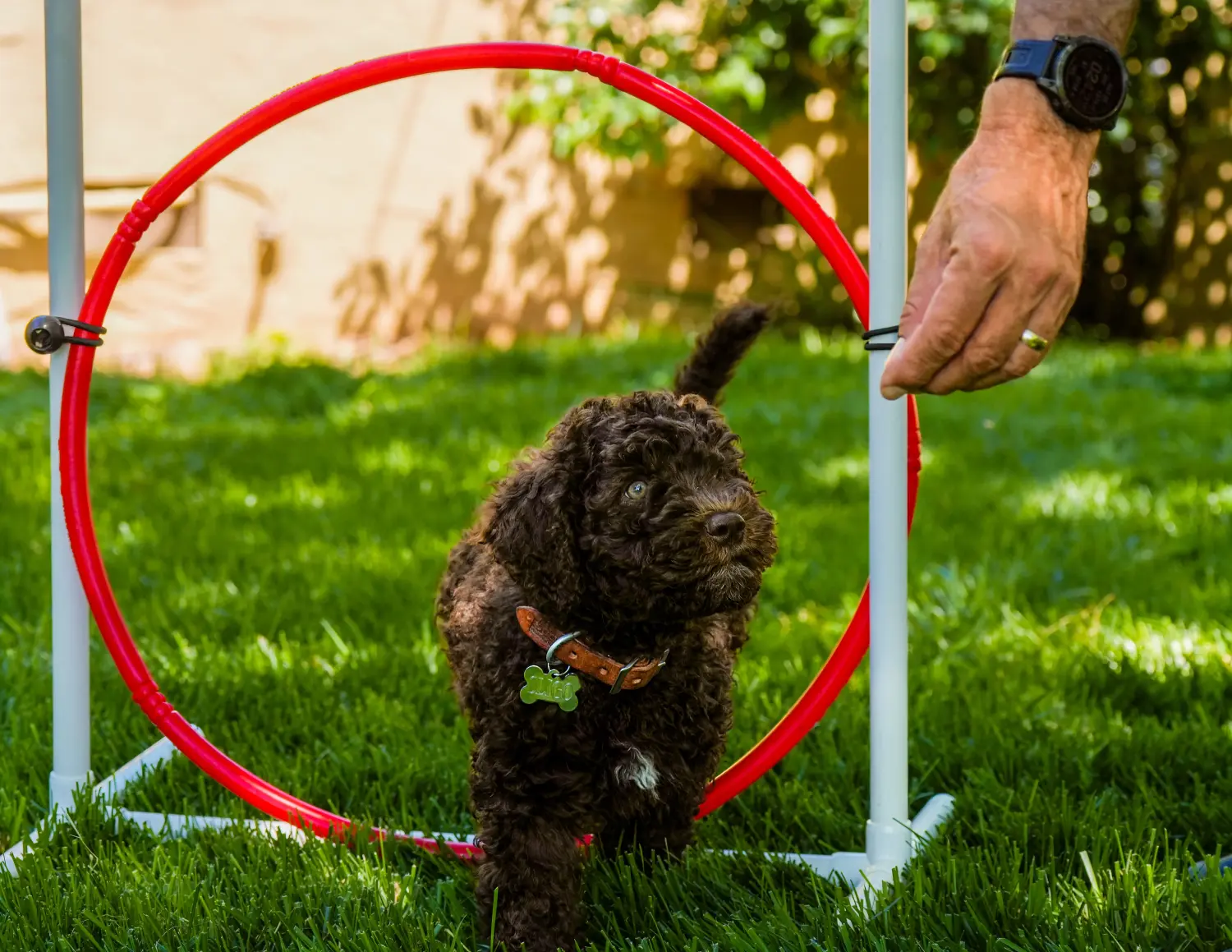 Een Barbet puppy kopen betekent verantwoordelijkheid nemen! Barbet puppy's kopen.