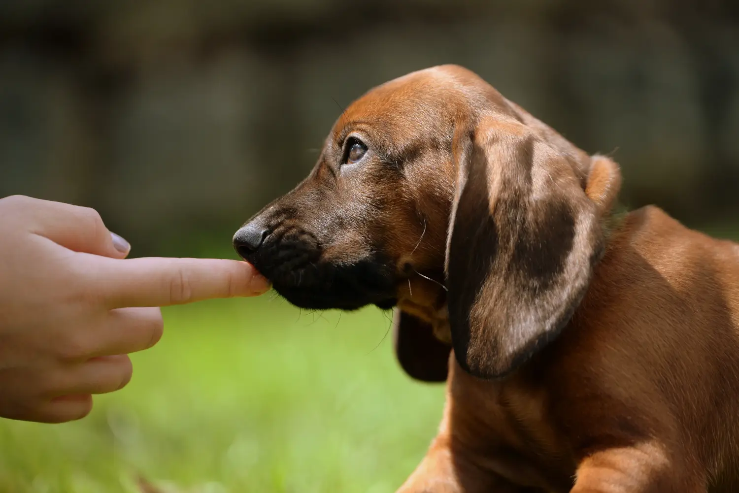 Een Beierse Berghond puppy kopen betekent verantwoordelijkheid nemen! Beierse Berghond puppy's kopen.