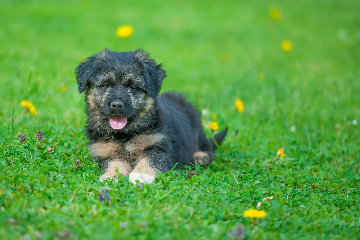 Een Bergamasco herder puppy kopen betekent verantwoordelijkheid nemen! Bergamasco herdershond puppy kopen.