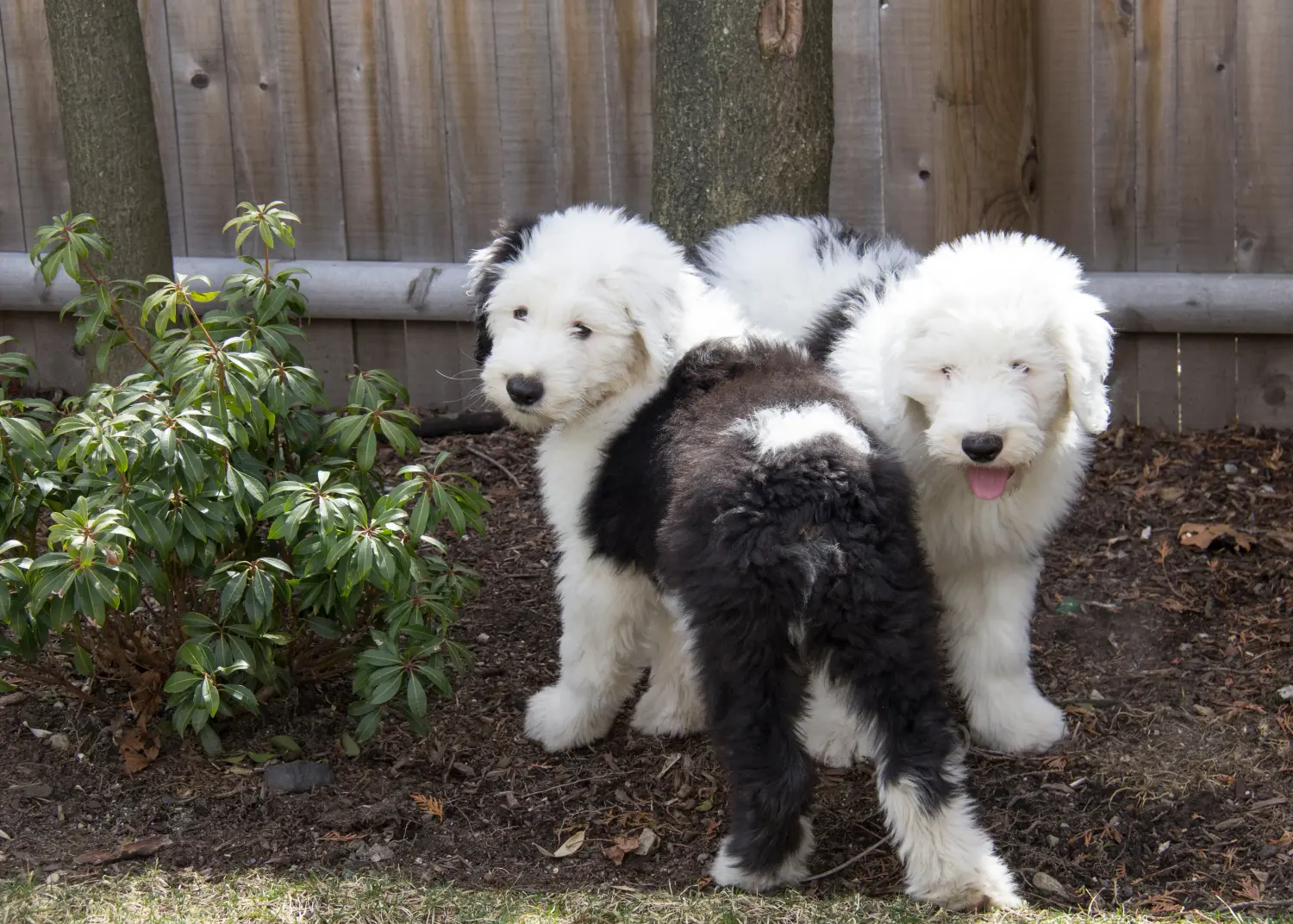 Een Bobtail-pup kopen betekent verantwoordelijkheid nemen! Bobtail puppy's kopen.