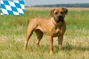 Lees meer over het artikel Boerboel fokkers en puppies in Beieren