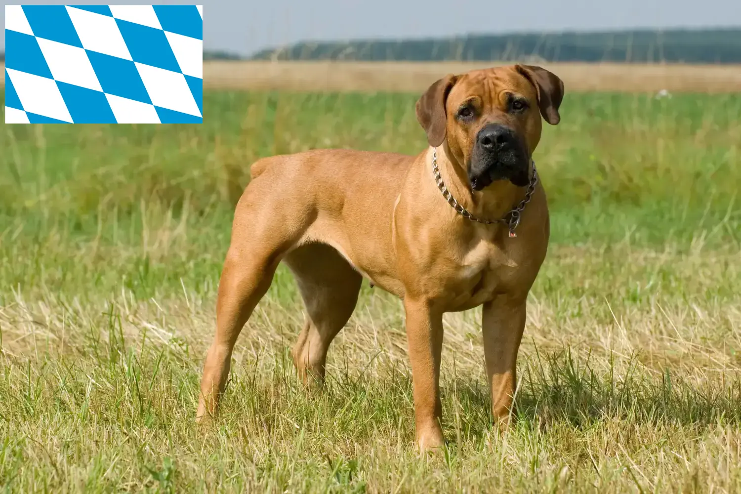 Boerboel puppies en fokkers Beieren Hier vind je Boerboelfokkers in Beieren.