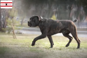 Lees meer over het artikel Boerboel fokkers en pups in Drenthe