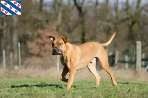 Lees meer over het artikel Boerboel fokkers en puppies in Friesland