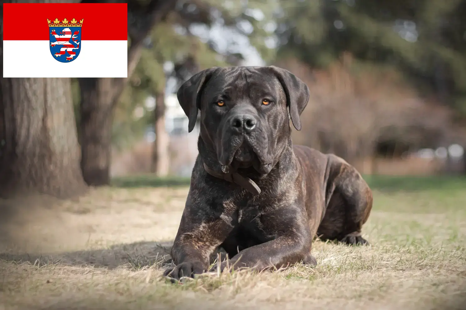 Boerboel pups en fokkers Hessen Hier vind je Boerboels fokkers in Hessen.