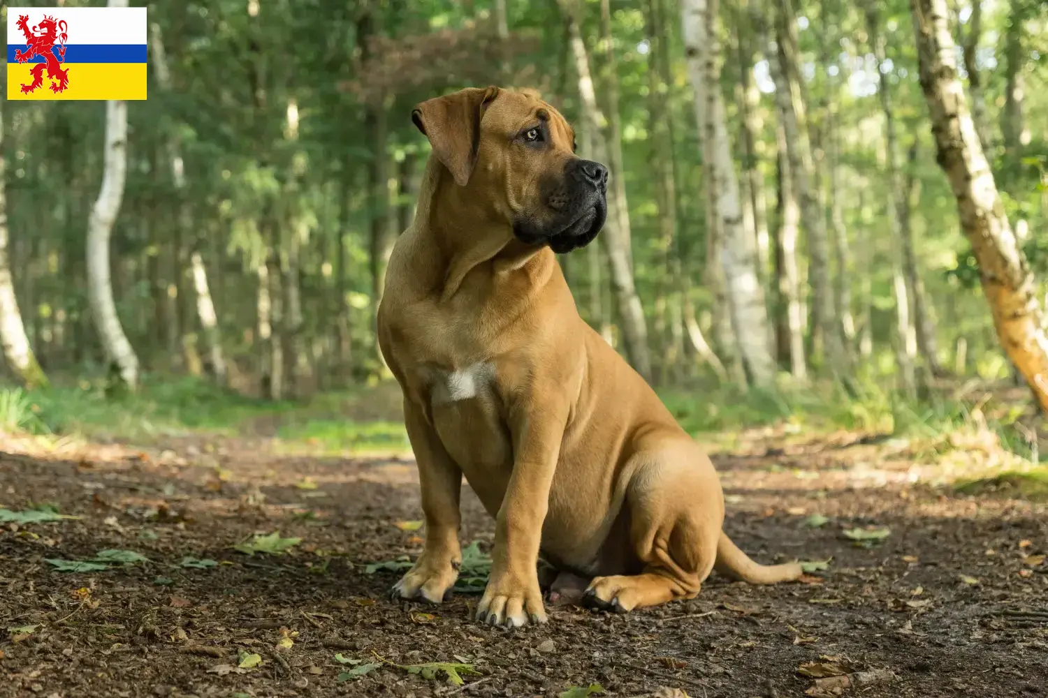 Lees meer over het artikel Boerboel fokkers en pups in Limburg
