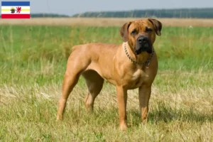Lees meer over het artikel Boerboel fokkers en pups in Mecklenburg-Vorpommern
